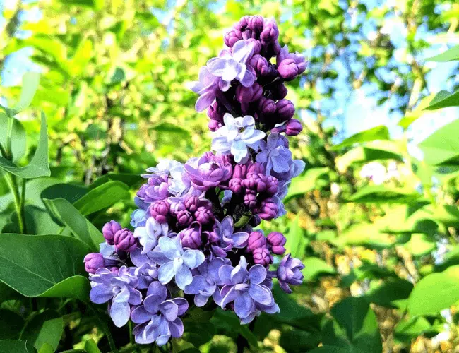 Jardin du Gîte Des'Jardins 47